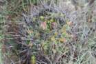 gymnocalyciumhorridispinum2_small.jpg