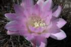 gymnocalyciumhorridispinum3_small.jpg