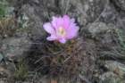 gymnocalyciumhorridispinum_small.jpg