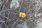 notocactussubmammulosus2_small.jpg
