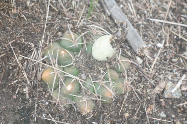 gymnocalyciumcapillaense4.jpg