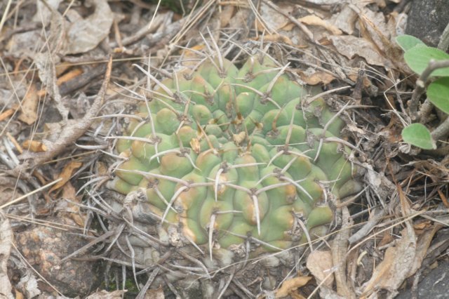 gymnocalyciumvatteriochoterenae.jpg