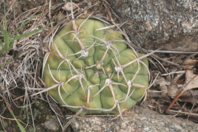 gymnocalyciumvatteriochoterenae3.jpg