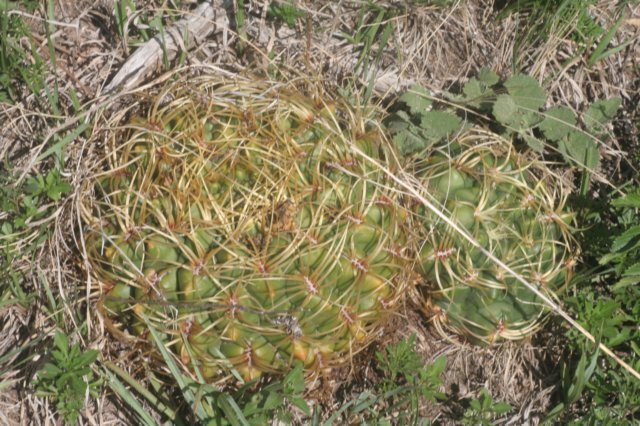 gymnocalyciummonvillei.jpg