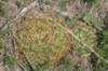 gymnocalyciummonvillei_small.jpg