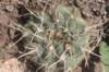 gymnocalyciumvatterisynsiegliana_small.jpg