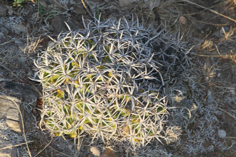 gymnocalyciumcastellanosivarferocius.jpg