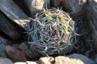 gymnocalyciumcastellanosivarferocius2_small.jpg
