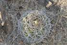 gymnocalyciumcastellanosivarferocius3_small.jpg
