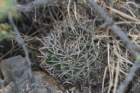 lobiviaechinopsisaurea_small.jpg