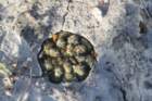 gymnocalyciumschroederianumpaucicostatum2_small.jpg