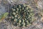 gymnocalyciumschroederianumpaucicostatum3_small.jpg