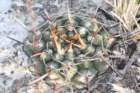 gymnocalyciumschroederianumpaucicostatum_small.jpg