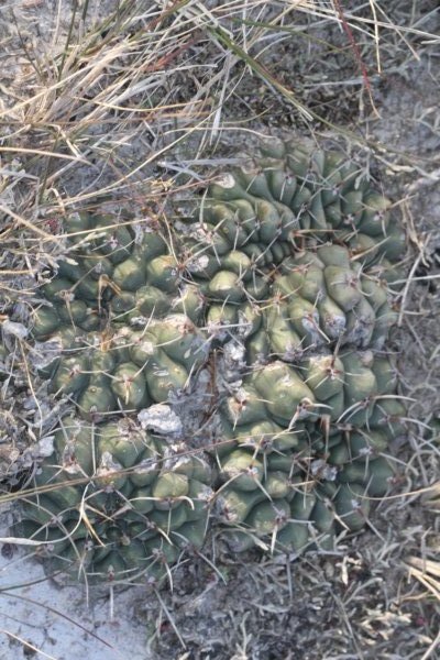 gymnocalyciumschroederianumpaucicostatumcristate.jpg