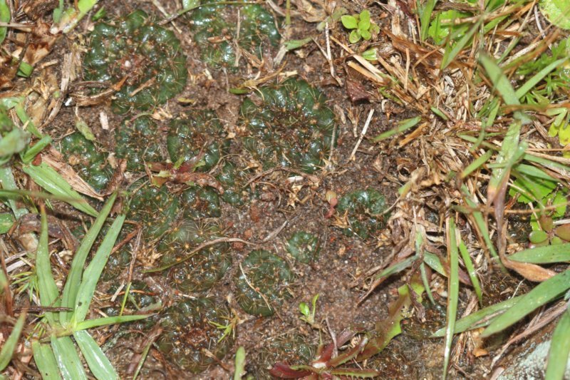 fraileapumilavarcorrientes.jpg