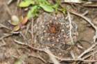 fraileapumilavarcorrientes2_small.jpg