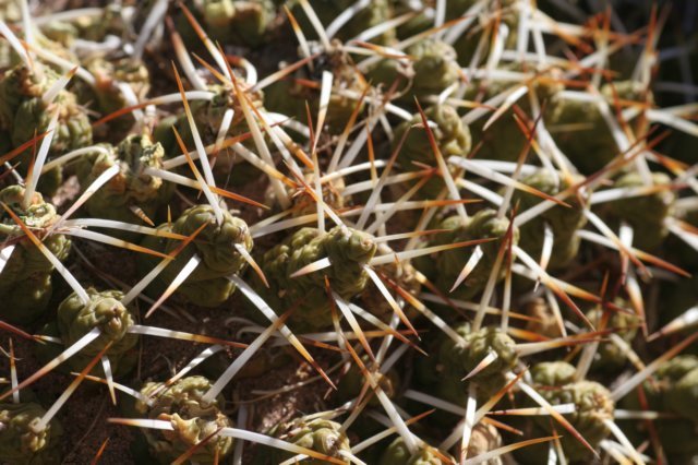 maihueniopsishypogea.jpg