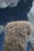oreocereuscelsianus2_small.jpg