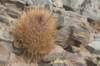 lobivialongispina_small.jpg