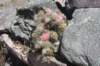 austrocylindropuntiavestita_small.jpg