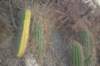 trichocereus_small.jpg