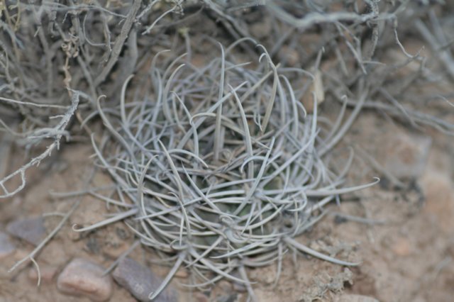 lobiviamarsoneri.jpg