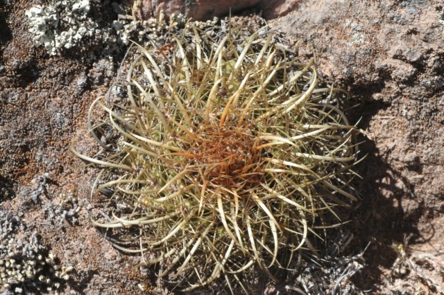 parodiamaassii3.jpg