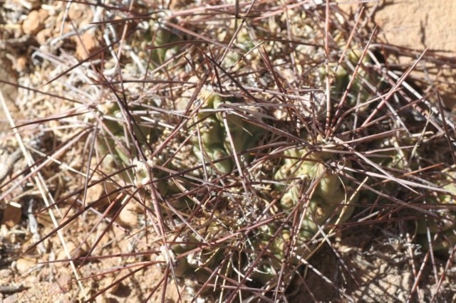maihueniopsisnigrispina.jpg