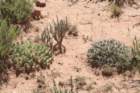 maihueniopsishypogearightcumulopuntiaboliviana_small.jpg