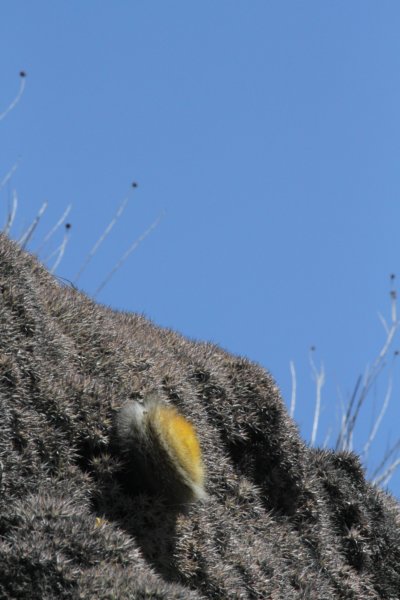 parodiachrysacanthion.jpg