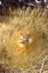 parodiachrysacanthion4_small.jpg