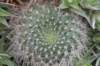 rebutiawessneriana2_small.jpg