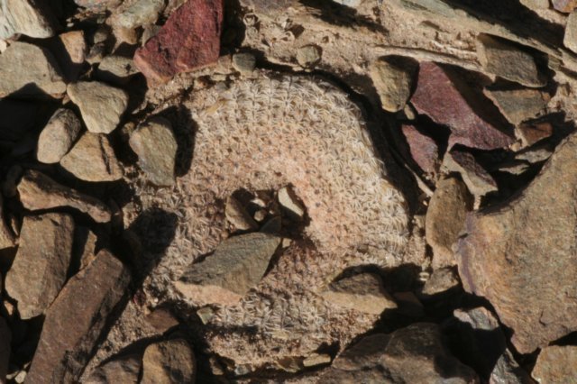 yaviacryptocarpa.jpg