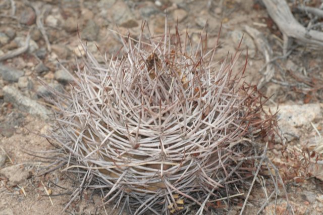 Gymnocalycium mazanense