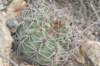 gymnocalyciummazanense3_small.jpg