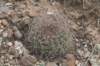 gymnocalyciummazanense_small.jpg