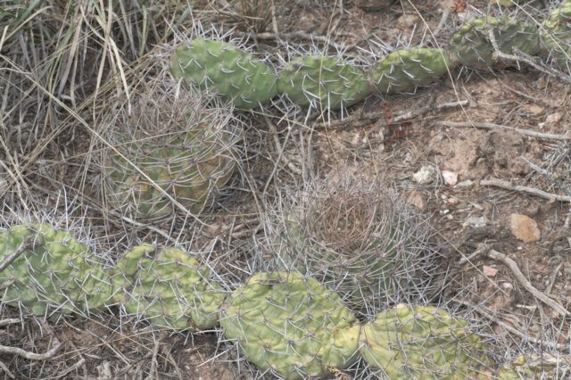 opuntiasulphureaandgymnocalyciummazanense.jpg