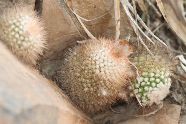parodiariojensis.jpg