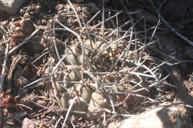 gymnocalyciumriojense2.jpg