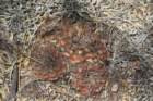 gymnocalyciumkeislingiivarcastaneum2_small.jpg