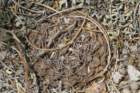 gymnocalyciumkeislingiivarcastaneum3_small.jpg