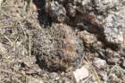 gymnocalyciumkeislingiivarcastaneum4_small.jpg