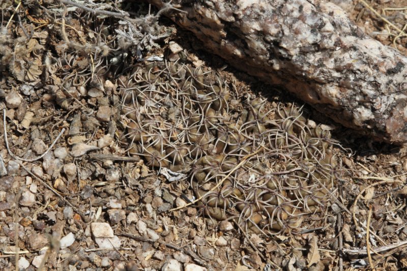 gymnocalyciumkeislingiivarcastaneum5.jpg