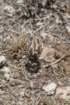 gymnocalyciumkeislingiivarcastaneum_small.jpg
