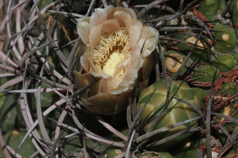 gymnocalyciumsaglionis.jpg