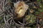 gymnocalyciumsaglionis_small.jpg