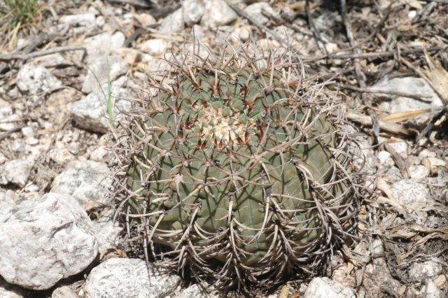 gymnocalyciumpiltziorum2.jpg