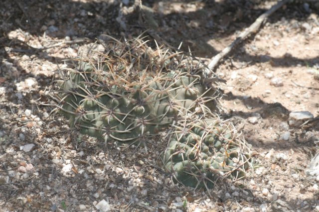 gymnocalyciumuebelmannianum.jpg