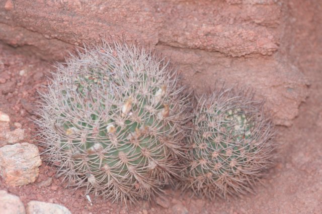 pyrrhocactusbulbocalyx.jpg