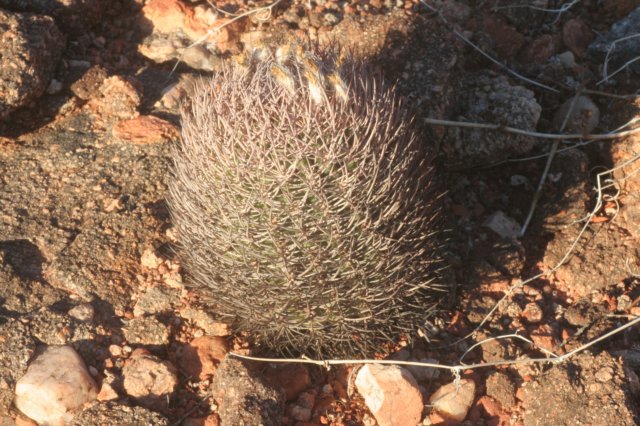 pyrrhocactusbulbocalyx2.jpg